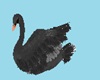 CK Black Gown Swan