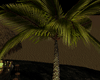 [kyh]coconut palm litt