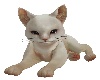 [SPG] Lil White Kitten