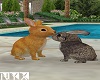 Animated Bunnies