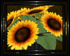 !T! Autumn | Sunflowers