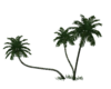 3 palm tree