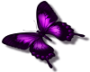 purple butterfly (R)