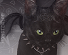 ¤ Salem the Cat