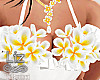 Frangipani Brest Flowers