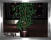 Refined Potted Plant