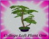 College Loft Plant 1