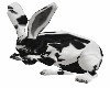 Black&White Rabbit Anima