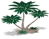 palmier soizic