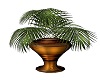 mkl potted palm