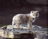 Baby Wolf Sticker