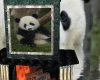 Panda Animated fireplace