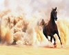 Horse in desert Photo