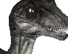 P Dinosaur Velociraptor