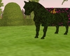 pony topiary
