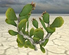 Prickly Pear Cactus