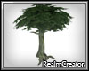 Tall Brecilian Tree