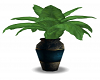 Vase & Plant
