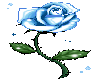 blue rose animated