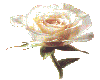 White Rose