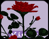 (V) Red rose pot