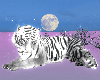 Grey Ice Tiger ♡