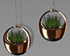 Lux Wall Hanging Plants