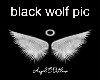 Black wolf pic