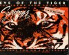 Eye of the tiger pt4