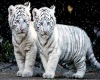 White Tiger Cubs