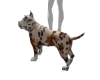 Exotic Pit