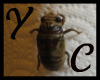 Cicada Molting Sticker