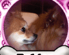 ^N^ My Dogs