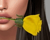 Valentine's Yellow Rose