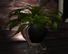 Midnight Potted Fern