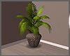 Jungle room plant