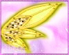 Ansix | Wings