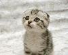 cutest kitty