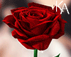 KA | Red Rose M/F