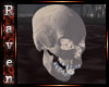 Vampyrus Skull