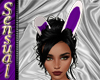 Violet Bunny Ears