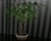 / MYSTIC TREE.