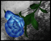 [xS9x] Rose - Blue