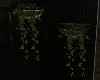 [K] DH Hanging Plants