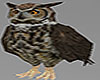 Owl Animated