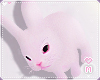 My 🐰 Bunny 2