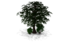 Tree Set