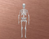 Animated+Skeleton