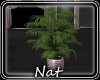 NT Beautiful Plant 2