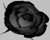 *MM* Black Rose Apt..